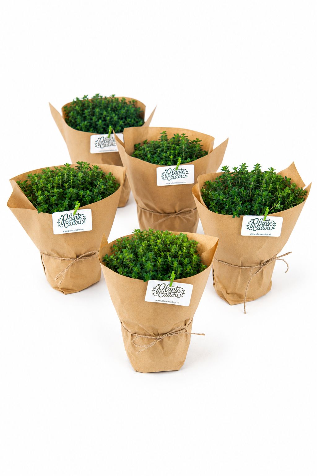 Mix Plante Aromatice Marturii