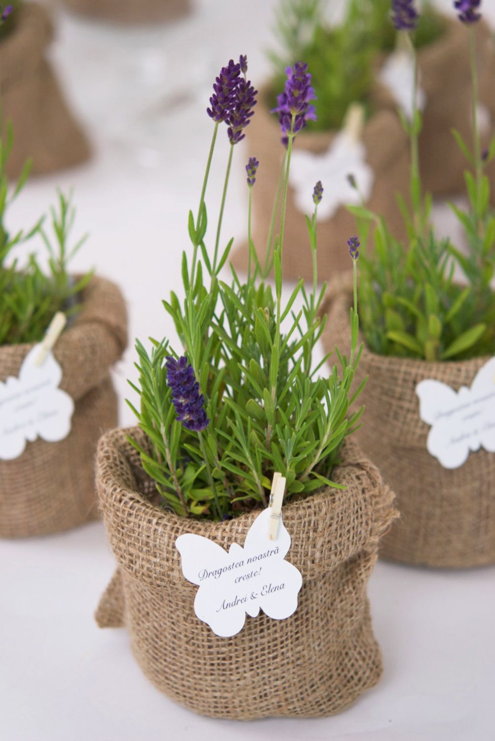 Lavanda in ghiveci marturii nunta si botez
