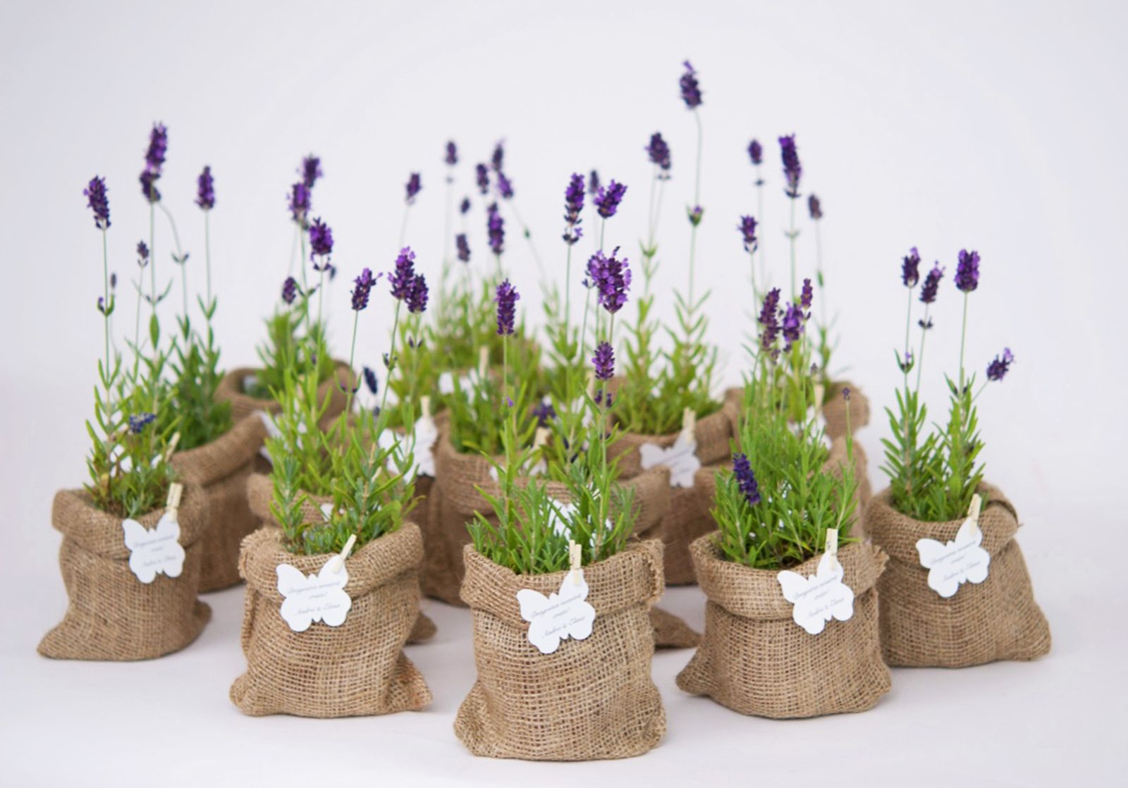 Lavanda in ghiveci marturii nunta si botez