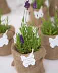 Lavanda in ghiveci marturii nunta si botez