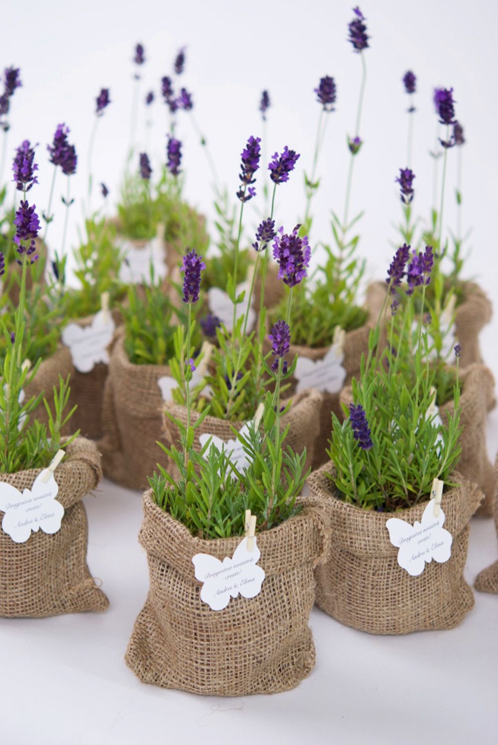Lavanda in ghiveci marturii nunta si botez