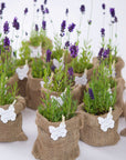 Lavanda in ghiveci marturii nunta si botez