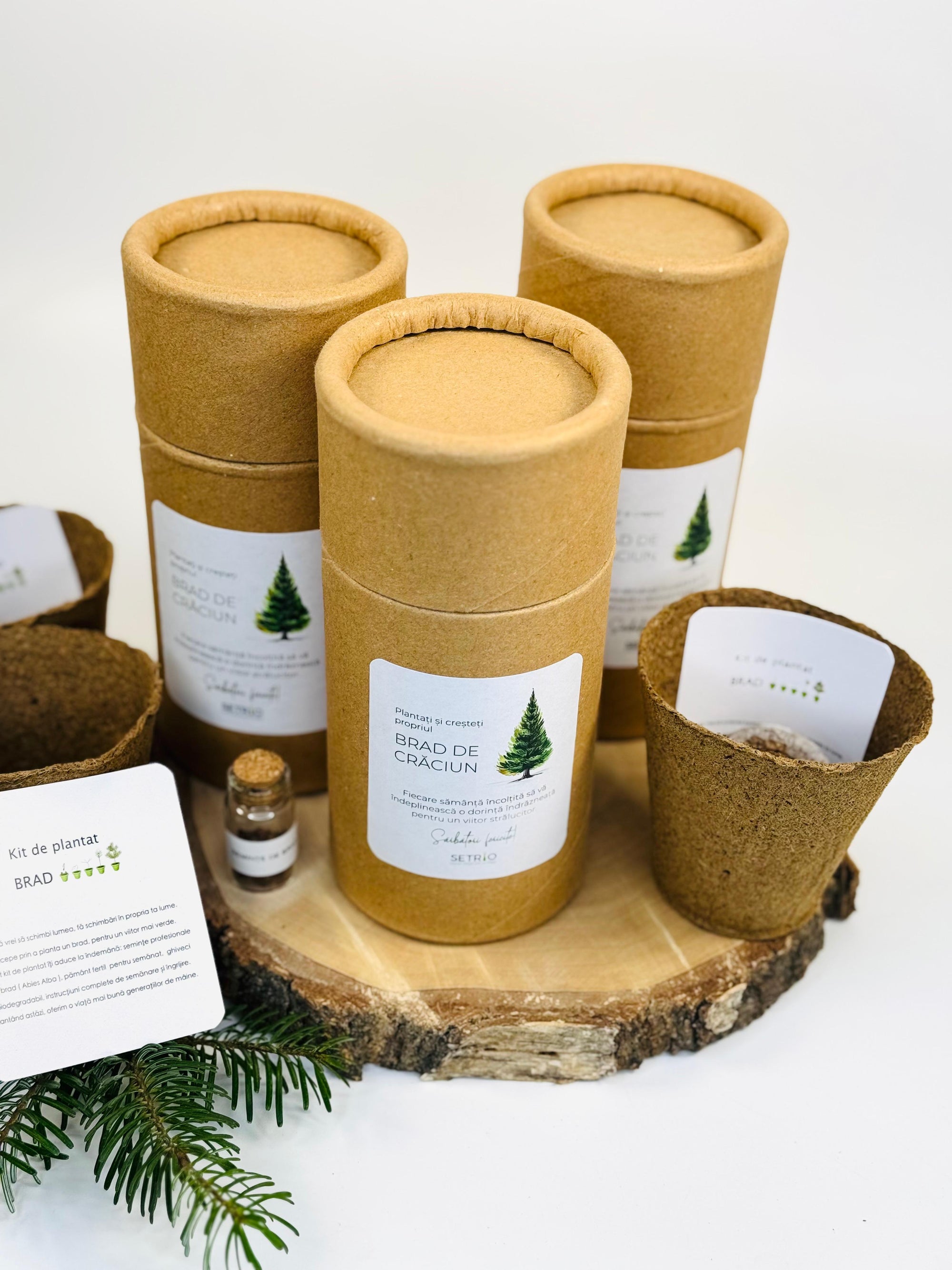 Kit de plantat brad in cutie cilindru