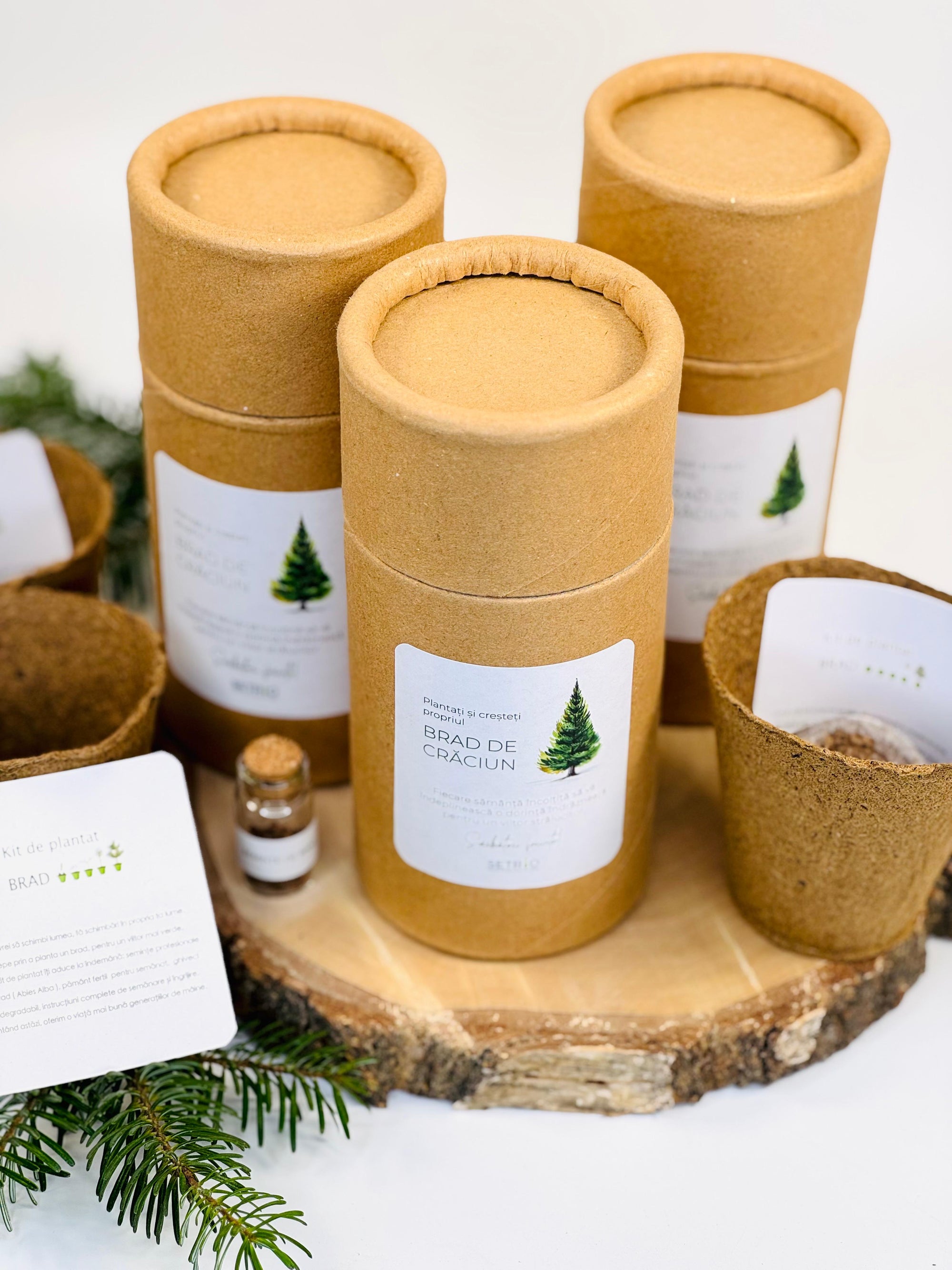Kit de plantat brad in cutie cilindru