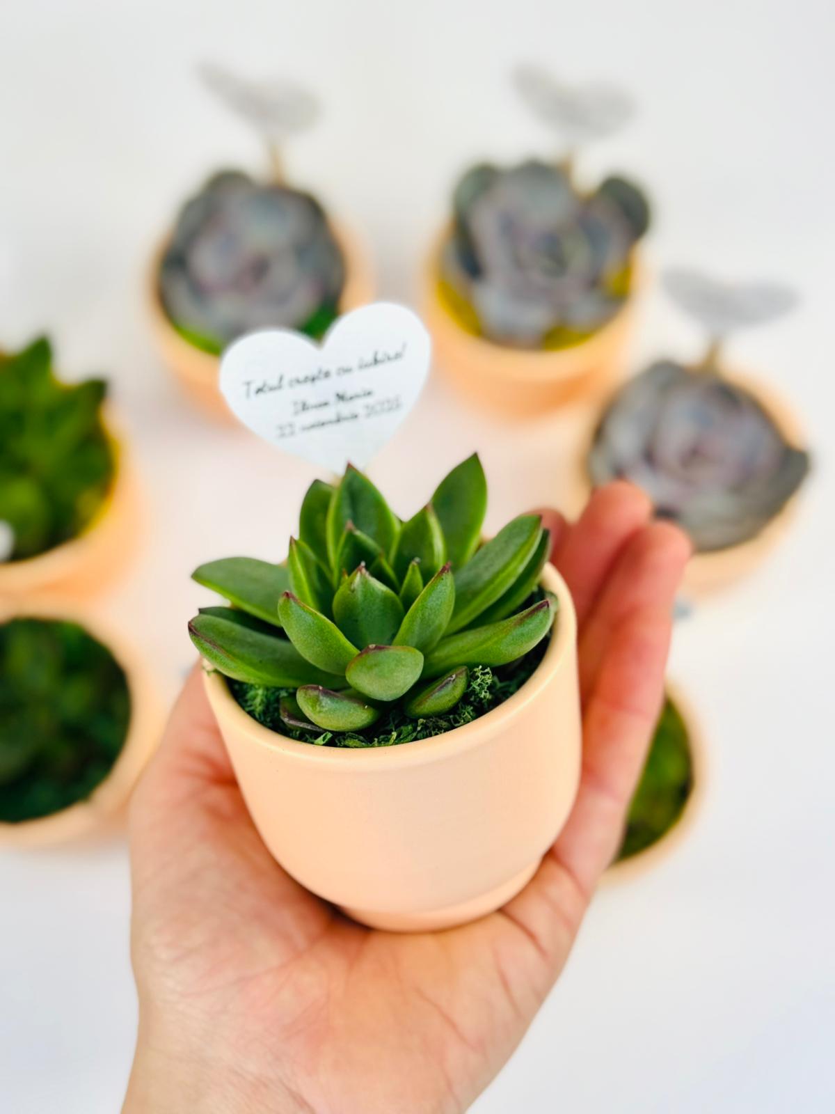 Marturii de botez si nunta plante suculente in ghiveci de ceramica