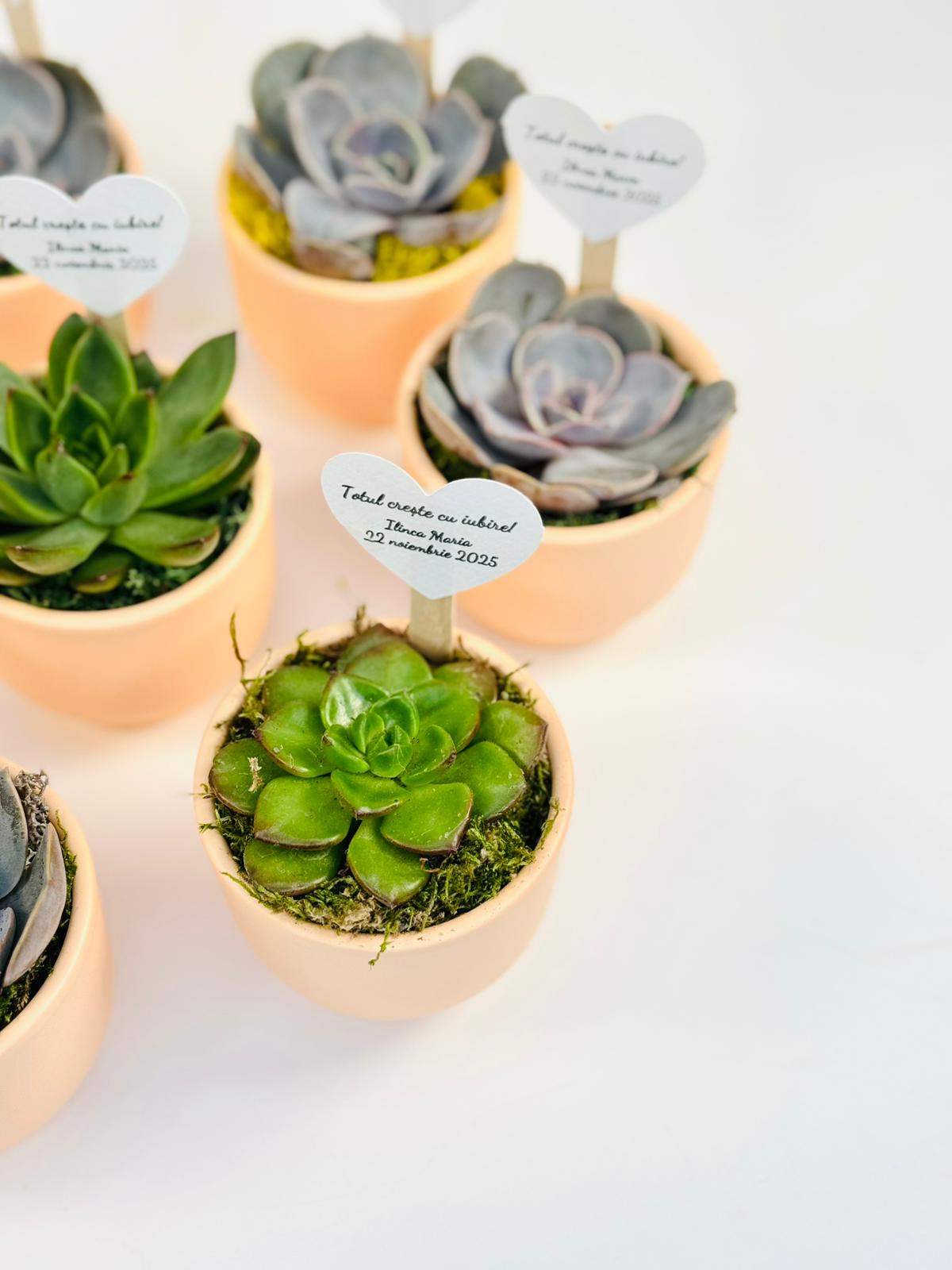 Marturii de botez si nunta plante suculente in ghiveci de ceramica