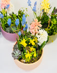 Aranjament floral cu flori de primăvară la ghiveci - plante suculente