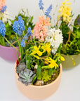 Aranjament floral cu flori de primăvară la ghiveci - aranjament floral
