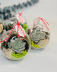 Martisor glob terariu cu planta suculenta - sticla