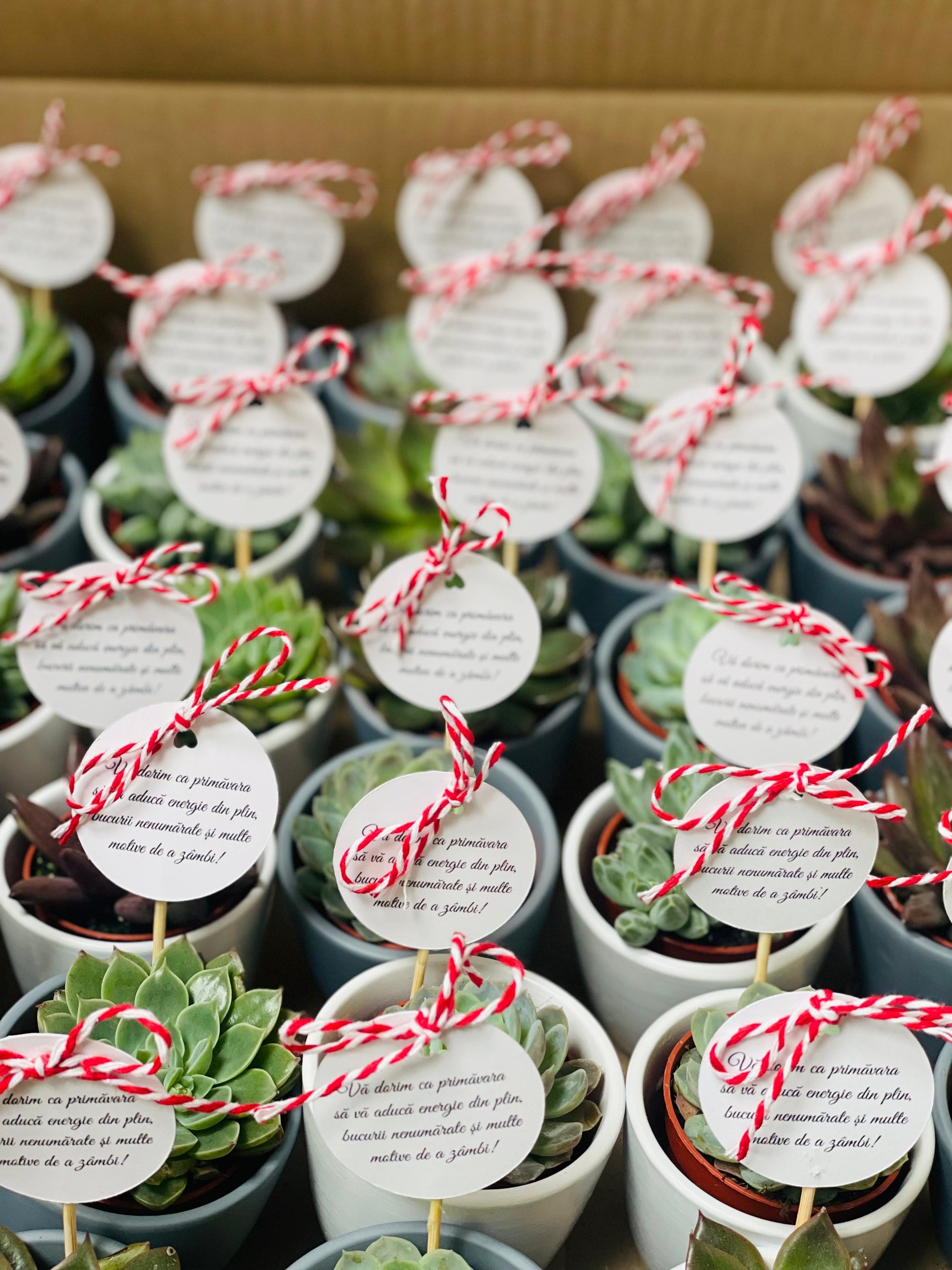 Martisor planta suculenta in ghiveci - durabil