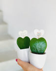 Planta inima Hoya Kerii - ceramica