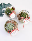 Martisor terariu bol cu planta  suculenta - sticla
