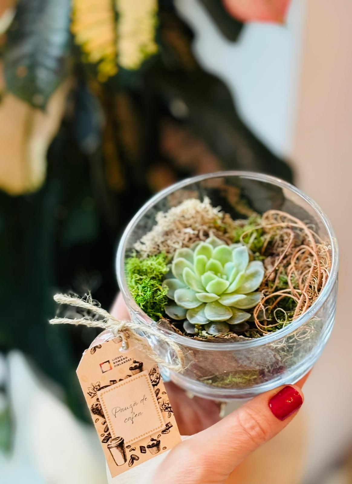 Mini terariu ceasca cu planta suculenta