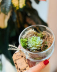 Mini terariu ceasca cu planta suculenta