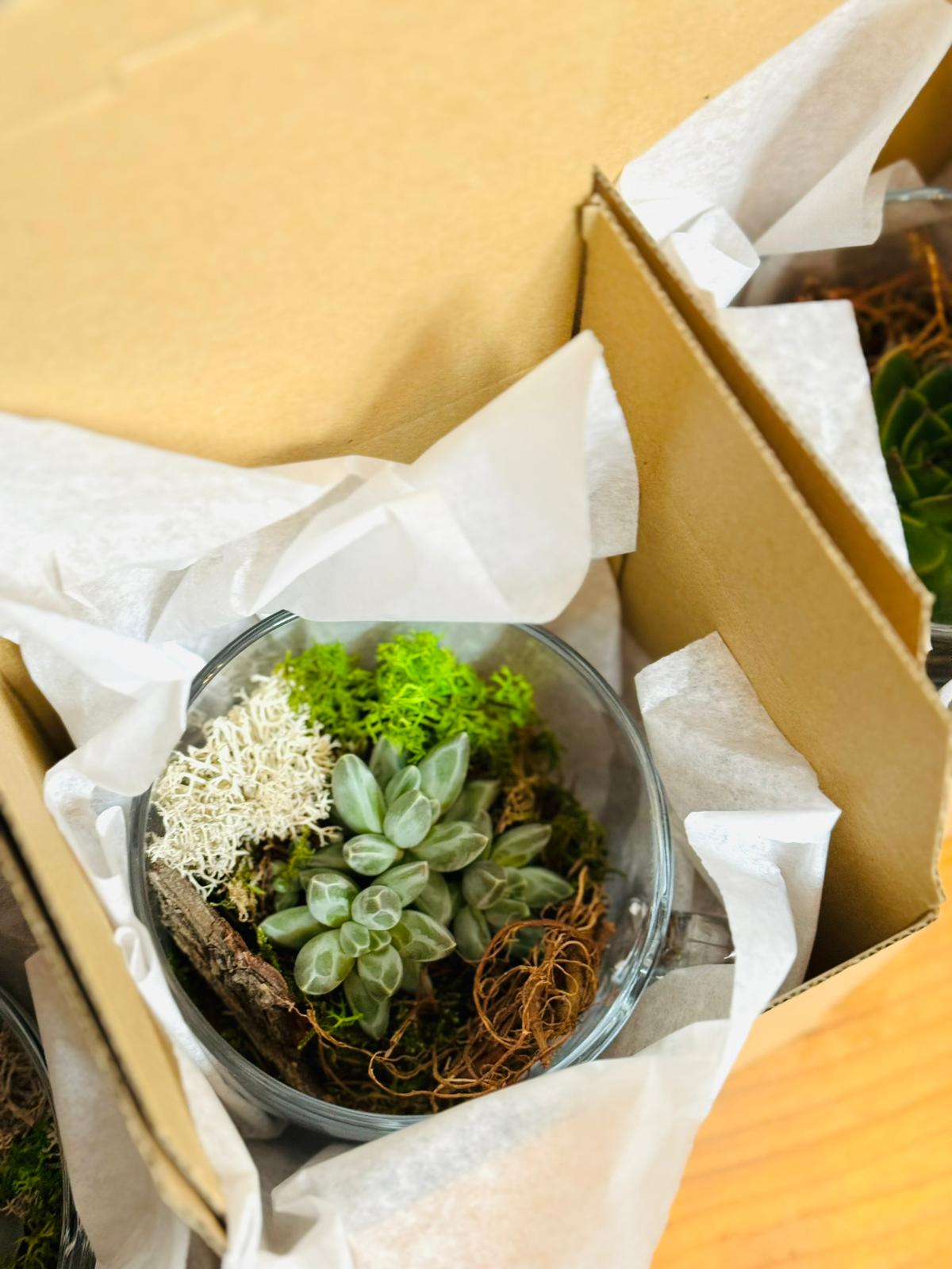 Mini terariu ceasca cu planta suculenta