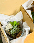 Mini terariu ceasca cu planta suculenta