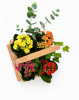 Cosulet cu flori Kalanchoe