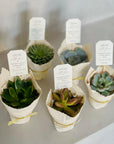 Marturii mini plante suculente decorate de nunta/botez