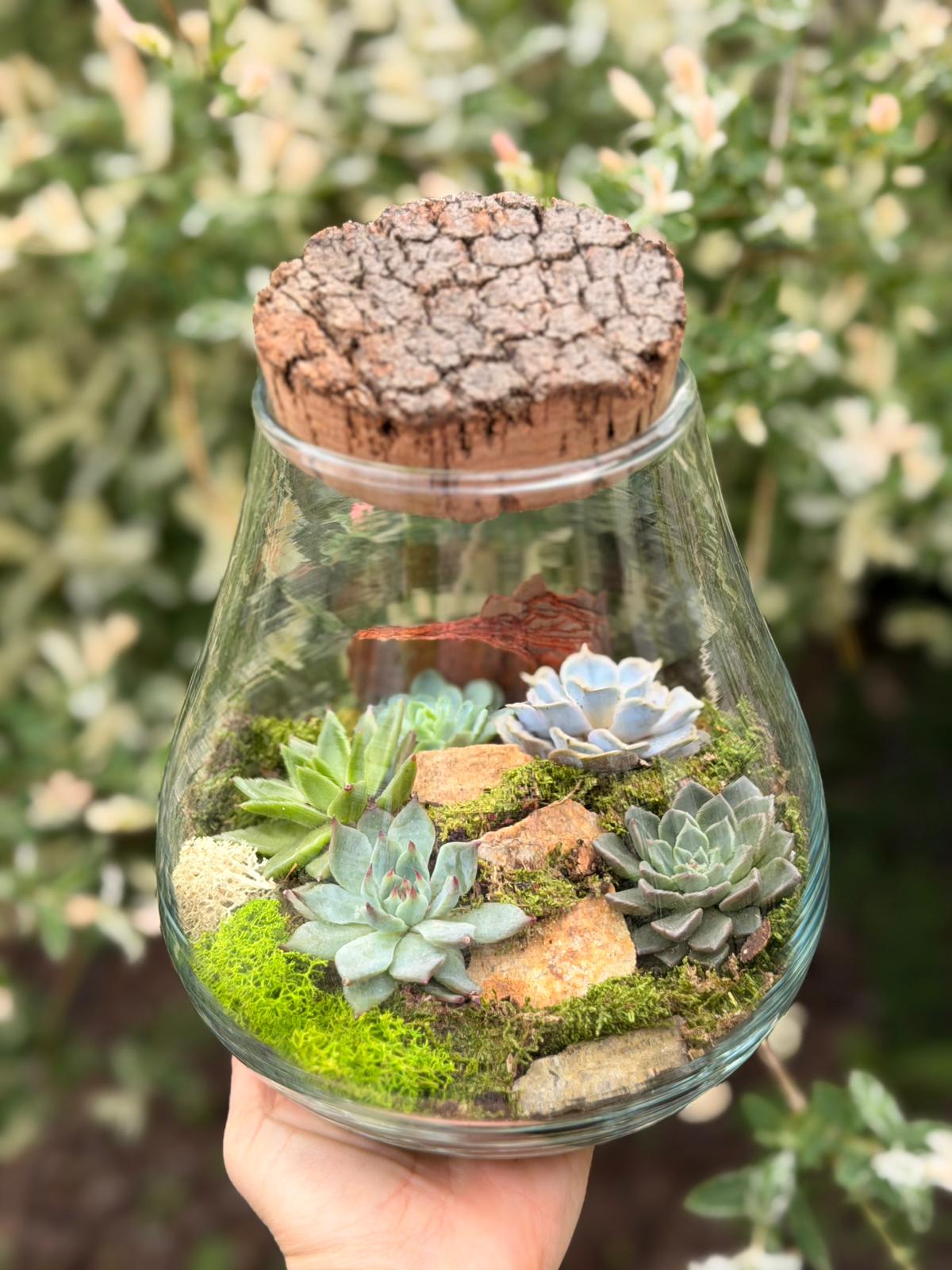 Terariu cu plante suculente