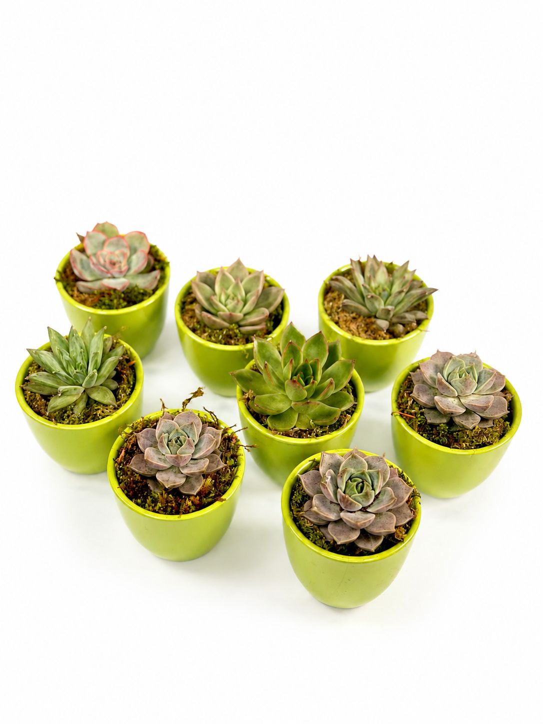 Marturii de botez si nunta plante suculente in ghiveci de ceramica