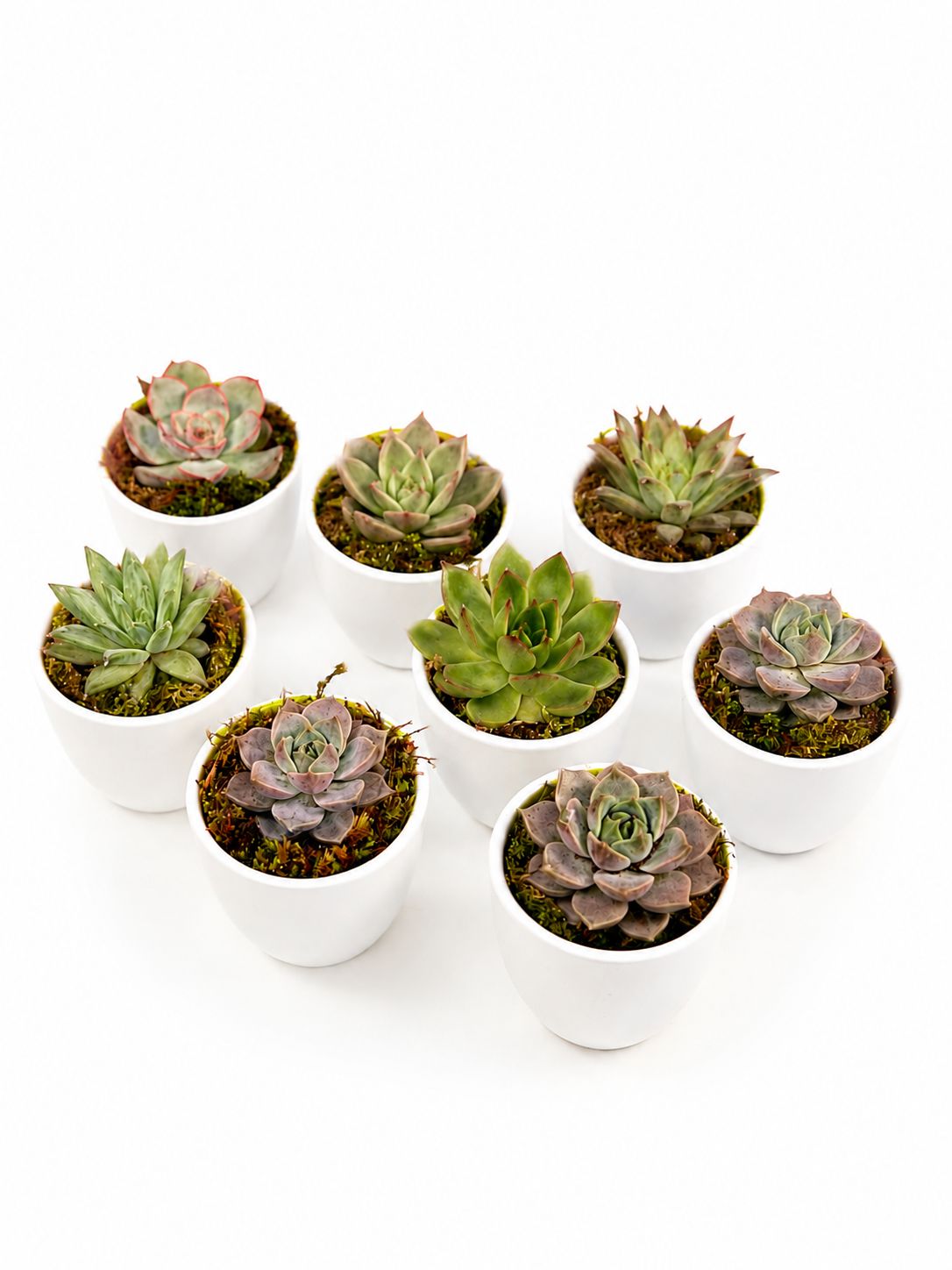Marturii de botez si nunta plante suculente in ghiveci de ceramica