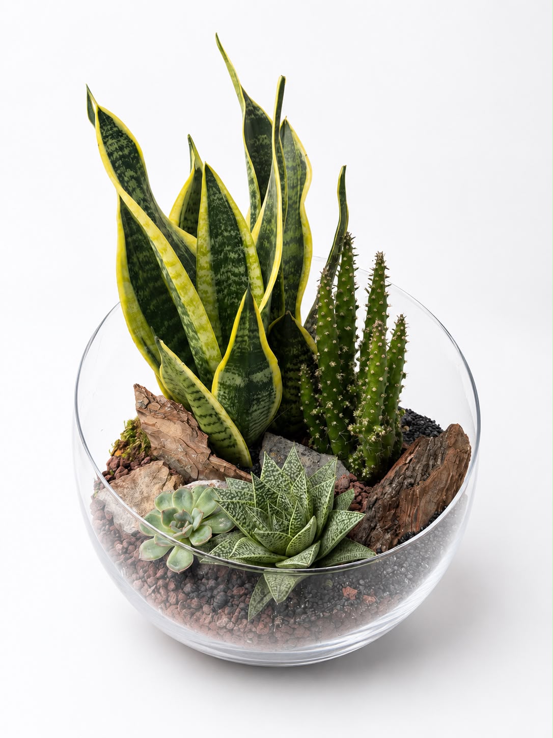 Terrarium Sanseveria mare