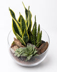 Terrarium Sanseveria mare