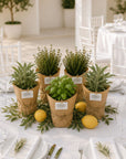 Mix Plante Aromatice Marturii