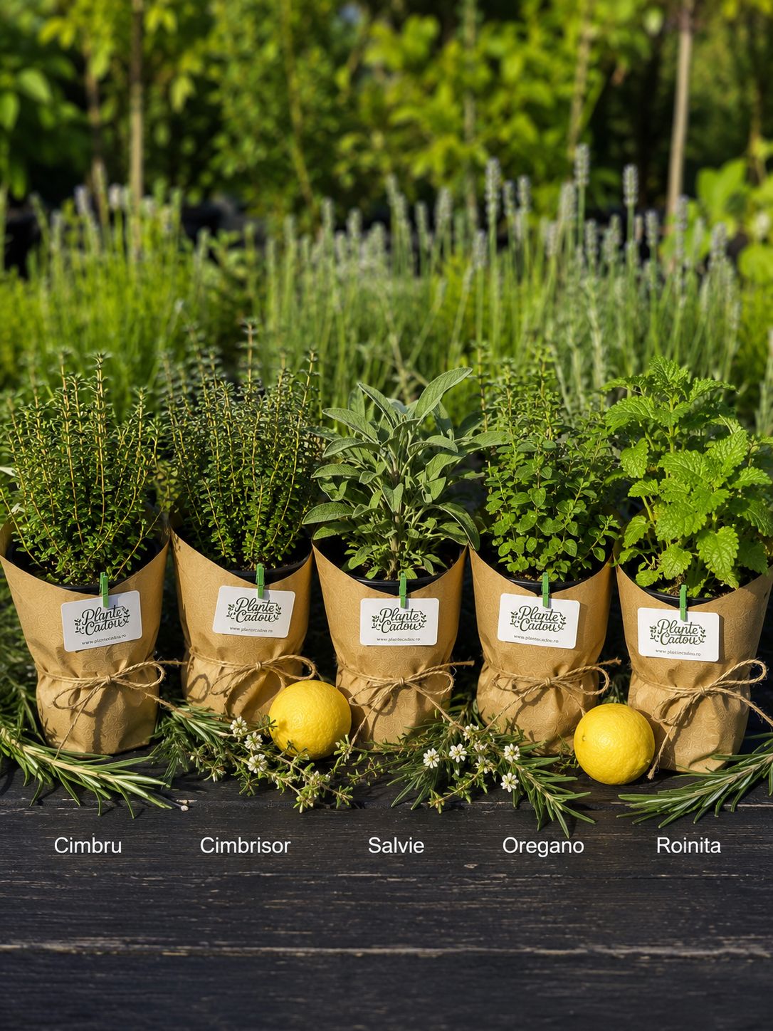 Mix Plante Aromatice Marturii