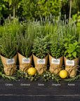 Mix Plante Aromatice Marturii