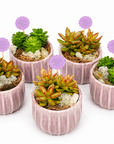 Aranjament in ghiveci  de ceramica cu plante suculente