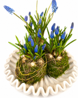 Aranjament muscari Kokedama pe vas de ceramica