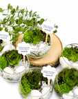 Terariu mic cu plante suculente