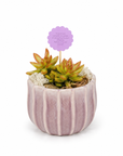 Aranjament in ghiveci  de ceramica cu plante suculente