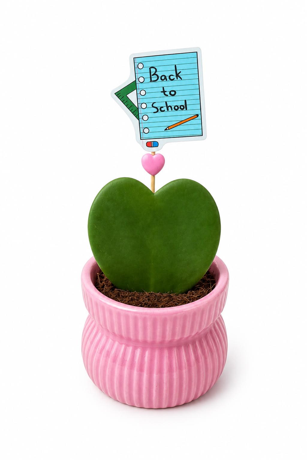 Planta Inima Hoya - cadou profesori invatatori