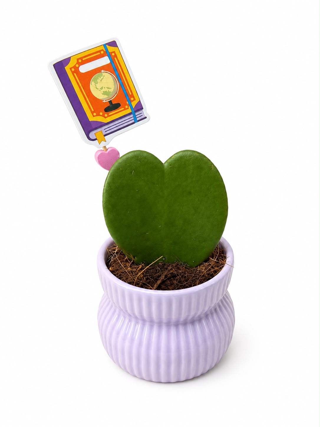 Planta Inima Hoya - cadou profesori invatatori