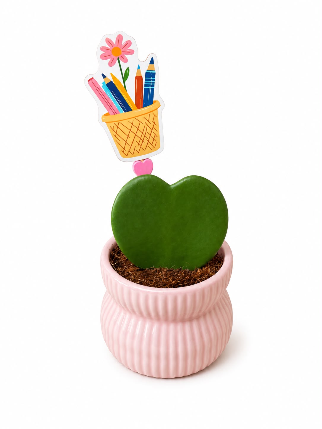 Planta Inima Hoya - cadou profesori invatatori