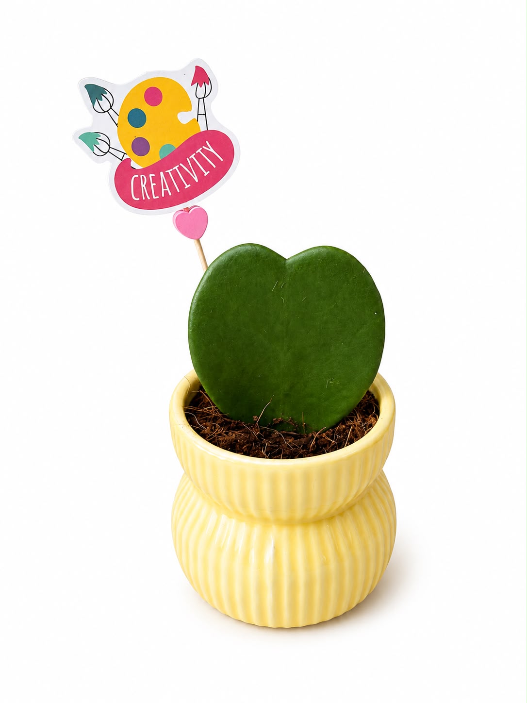Planta Inima Hoya - cadou profesori invatatori