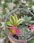 Terrarium obliqua Sansevieria
