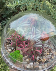 Terariu inchis autonom glob din sticla cu Fittonia si Tradescantia