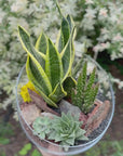 Terrarium Sanseveria mare
