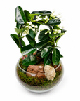 Terariu cu Planta Fericirii