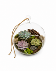 Glob terariu cu plante suculente