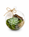 Glob terariu suspendat cu suculenta Echeveria