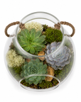 Terariu mediu cu plante suculente Echeveria