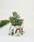 Copacel euonymus in sac decorativ - eco